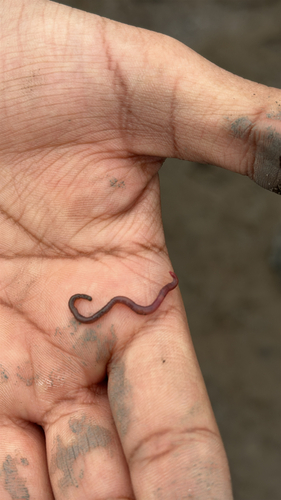 iNaturalist observation photo of Segmented Worms