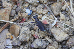 Cylindera labioaenea