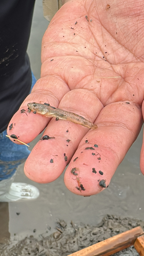 iNaturalist observation photo of Arrow Goby