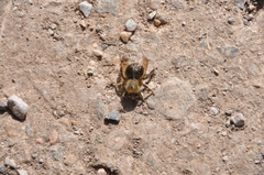 Xylocopa tabaniformis androleuca