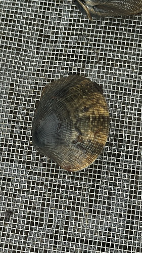 iNaturalist observation photo of Japanese Littleneck