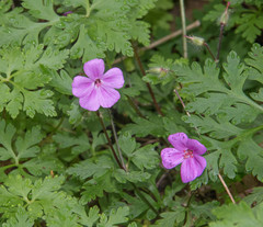 Geranium yeoi