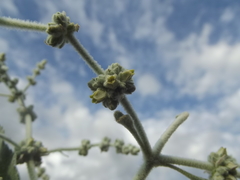 Buddleja crotonoides
