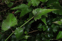 Pseudogynoxys benthamii