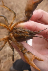 Lacunicambarus nebrascensis