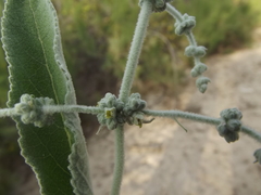 Buddleja crotonoides