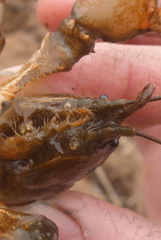 Lacunicambarus nebrascensis