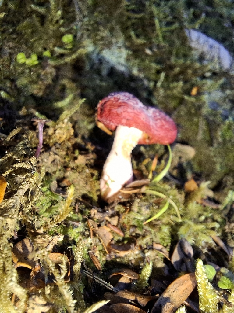 Leratiomyces erythrocephalus · April 2026 · photo: © tassietravelsblog (iNaturalist, cc0)