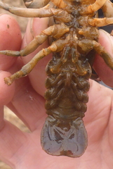 Lacunicambarus nebrascensis