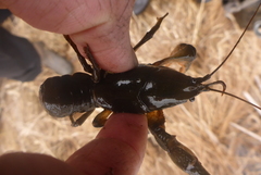 Lacunicambarus nebrascensis