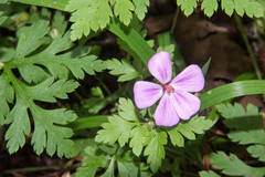 Geranium yeoi