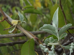 Buddleja crotonoides