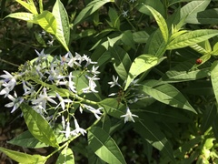 Amsonia tabernaemontana
