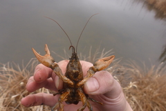 Lacunicambarus nebrascensis