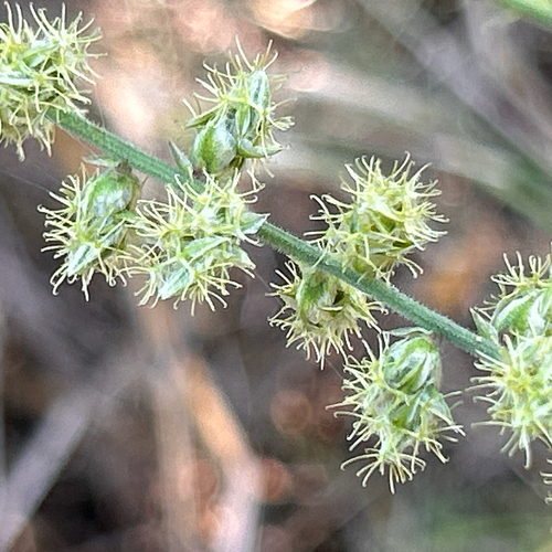 Pupalia lappacea, photograph 5