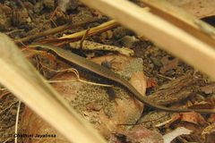 Eutropis lankae