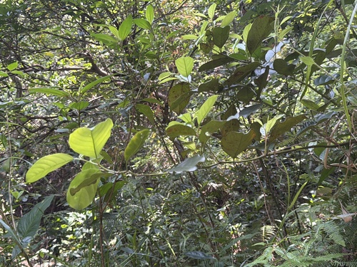 Itea chinensis observed 2026-04-26