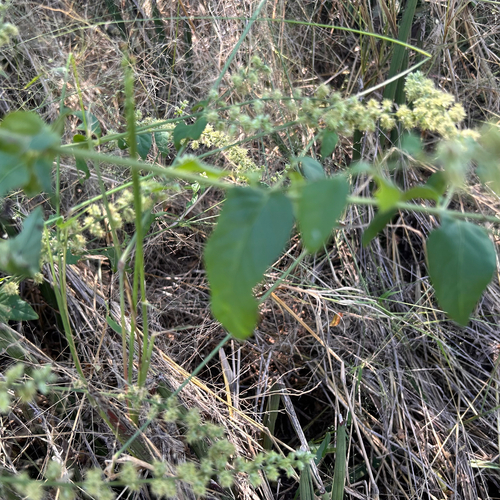 Pupalia lappacea, photograph 6