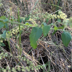 Pupalia lappacea, photograph author not stated, no rights reserved