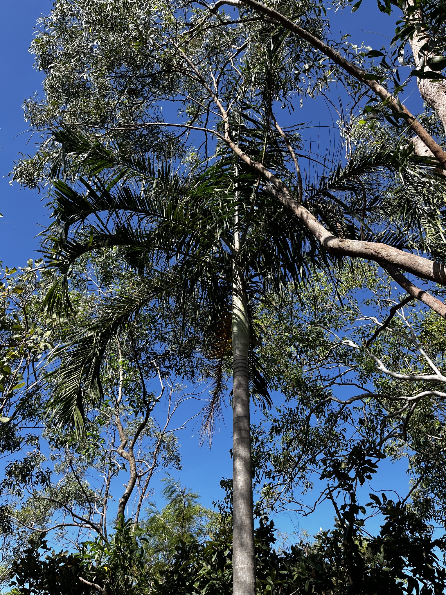 Carpentaria palm