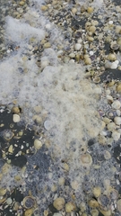 Miozoa