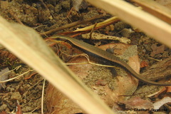 Eutropis lankae