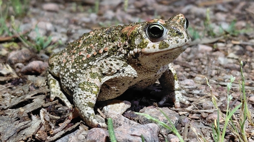 Natterjack Toad