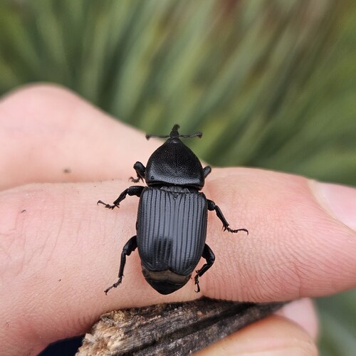 Yucca Weevil photo 2
