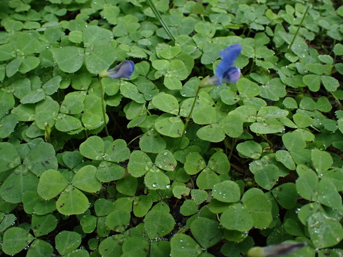 Parochetus communis, photograph 3