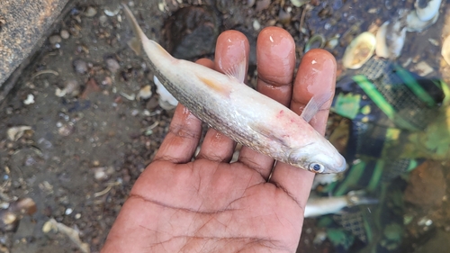 Reba carp (Bangana ariza) — Cyprinidae — 2