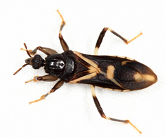 Rasahus sulcicollis