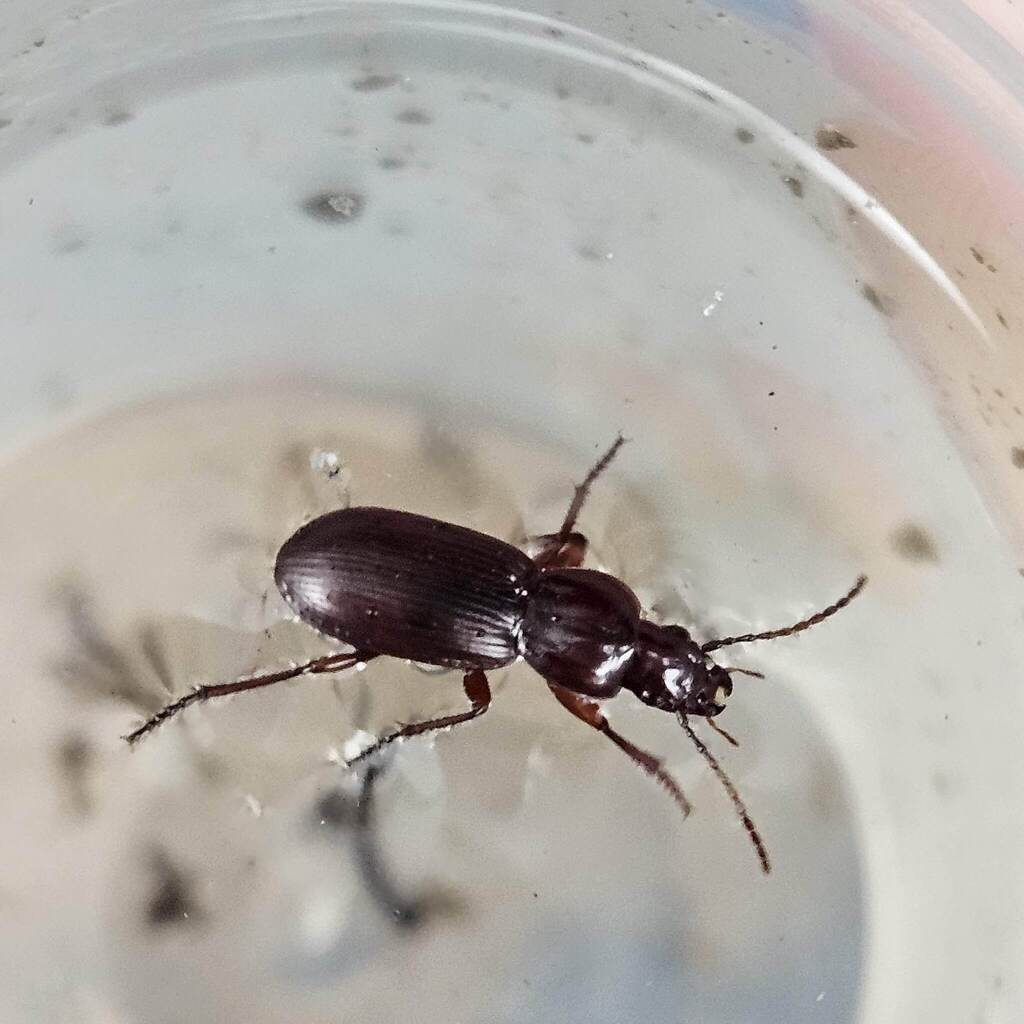 Pterostichus miscellus