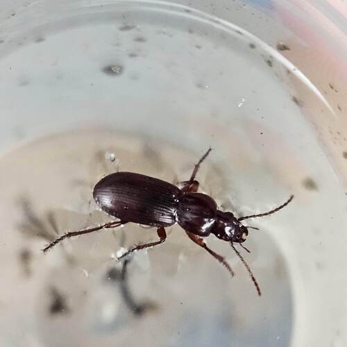 Pterostichus miscellus