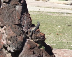 Ctenosaura pectinata