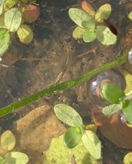 Branchinecta sandiegonensis