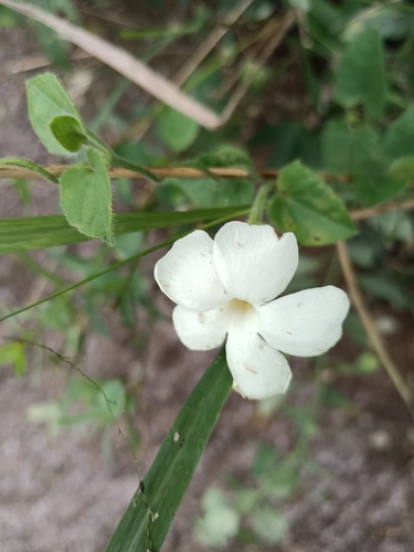 Thunbergia neglecta, photograph 1