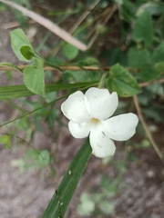 Thunbergia neglecta