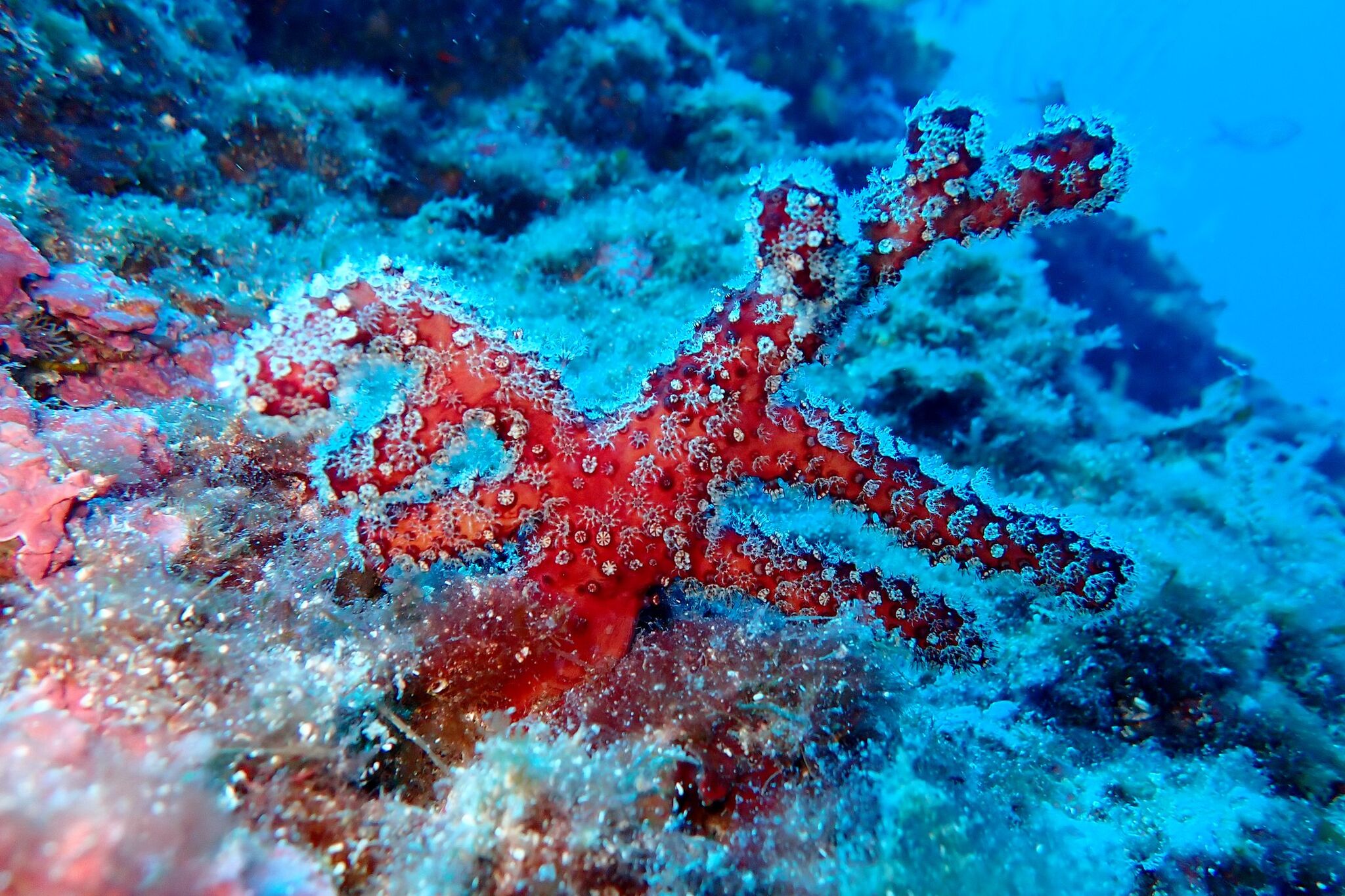 Alcyonium acaule Marion, 1878
