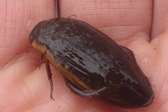 Dytiscus fasciventris