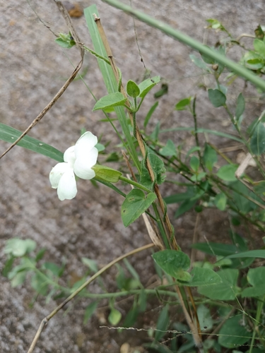 Thunbergia neglecta, photograph 2