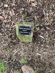 Viburnum macrocephalum