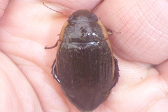 Dytiscus fasciventris