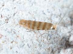 Argyresthia quadristrigella