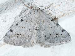 Digrammia pallidata