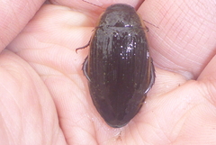 Dytiscus fasciventris