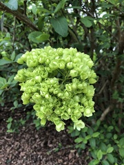 Viburnum macrocephalum
