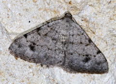 Frederickia prolificata