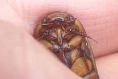 Dytiscus fasciventris