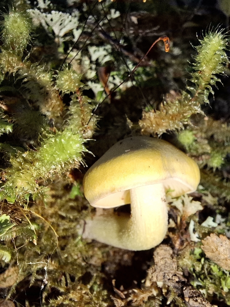 Tricholoma viridiolivaceum · April 2026 · photo: © tassietravelsblog (iNaturalist, cc0)