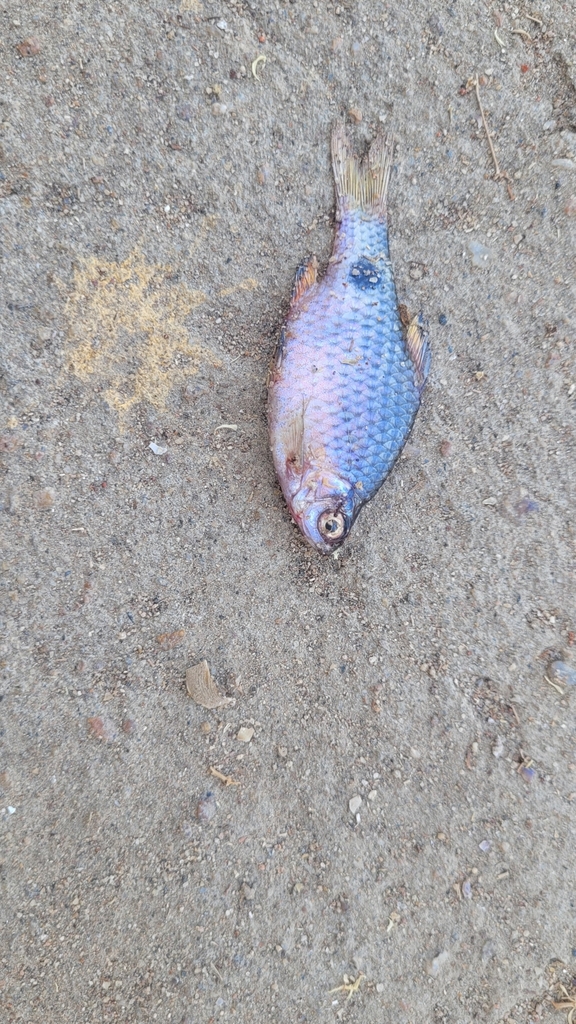 Red barb (Pethia conchonius) — Cyprinidae